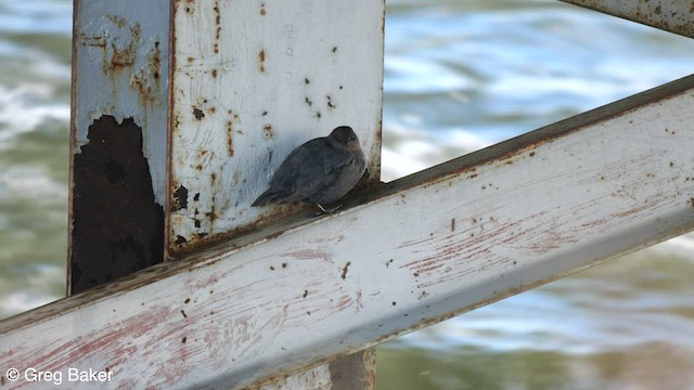 American Dipper (Northern) - ML588772171