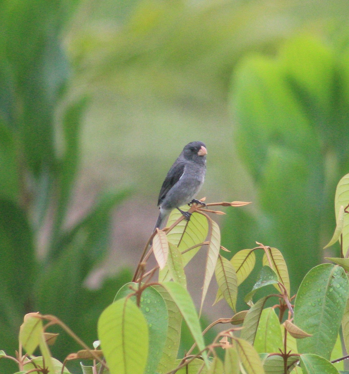 Gray Seedeater - ML588772281