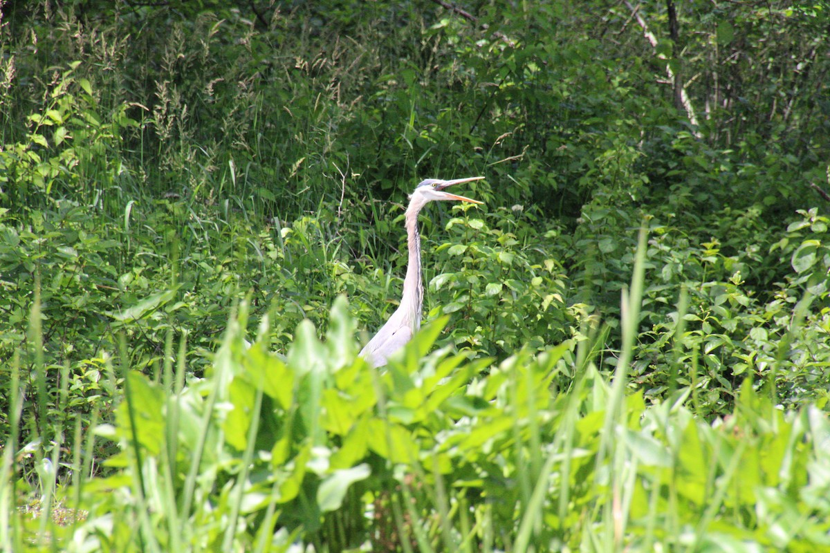 Great Blue Heron - ML588773351