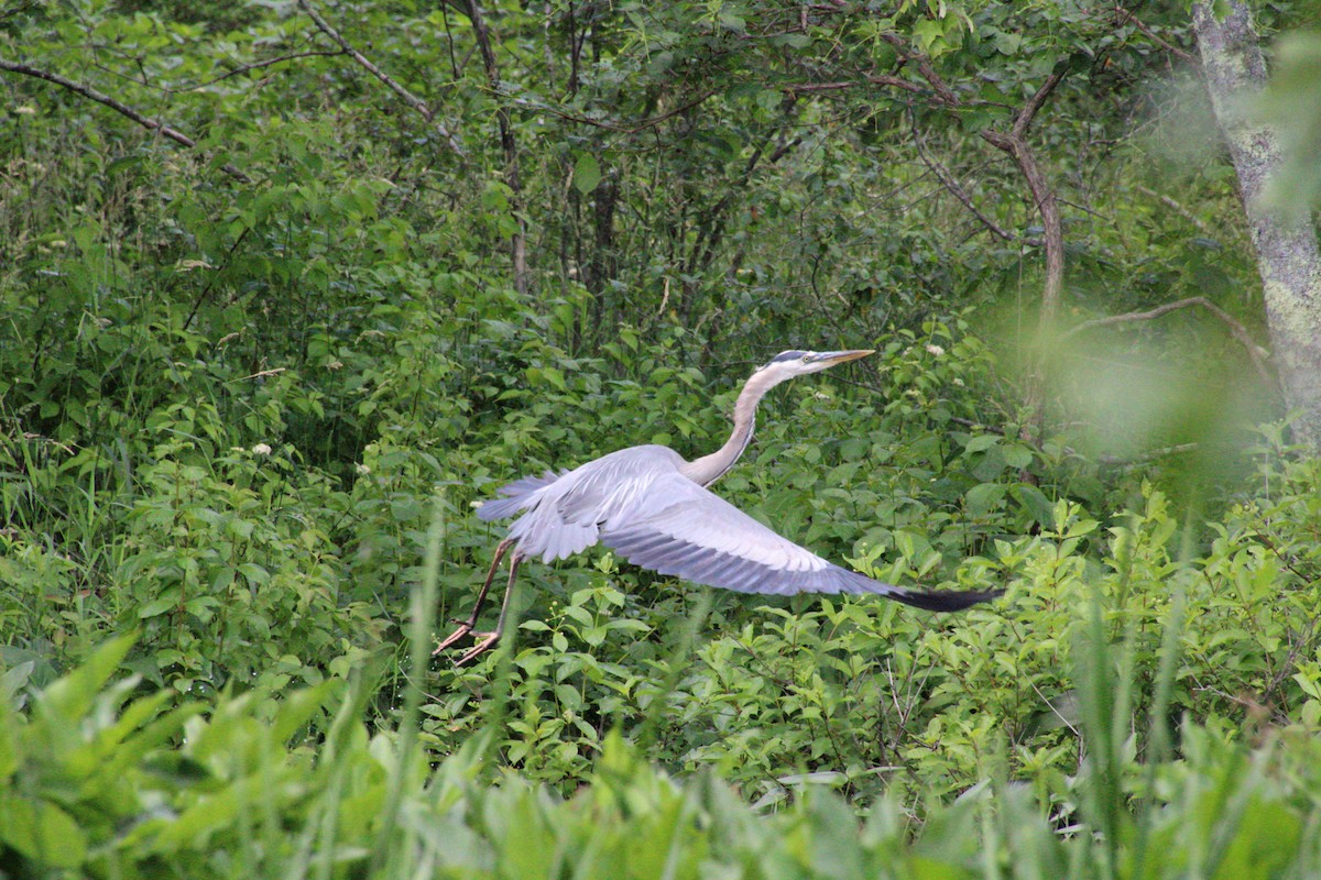 Great Blue Heron - ML588773361