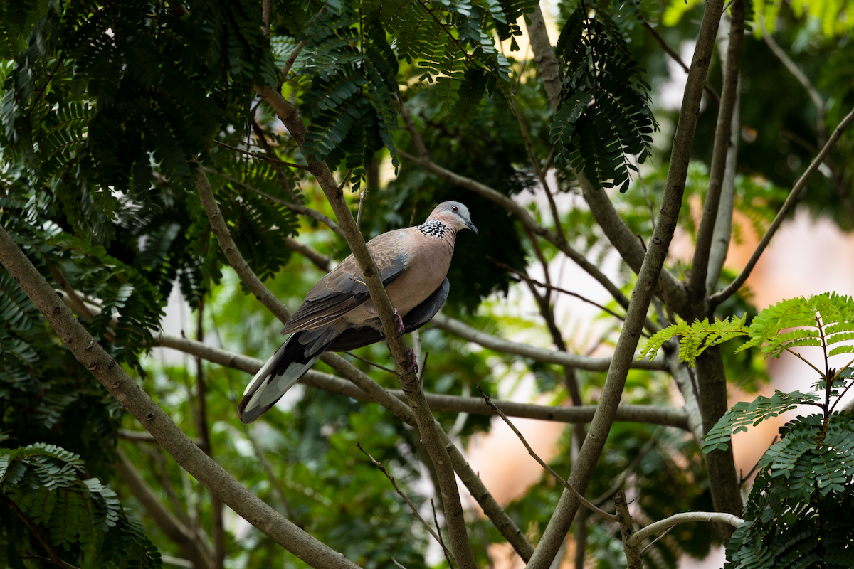Spotted Dove - ML588773371