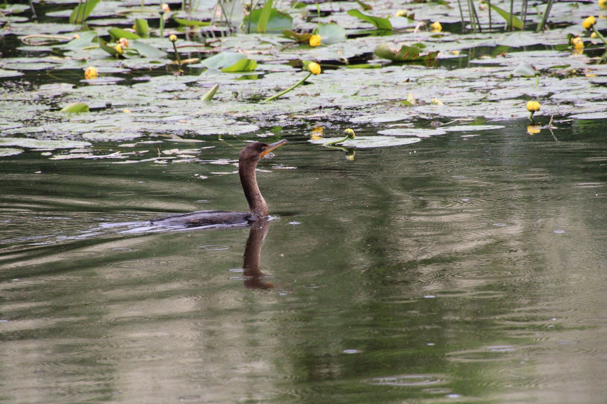 cormorant sp. - ML588773501