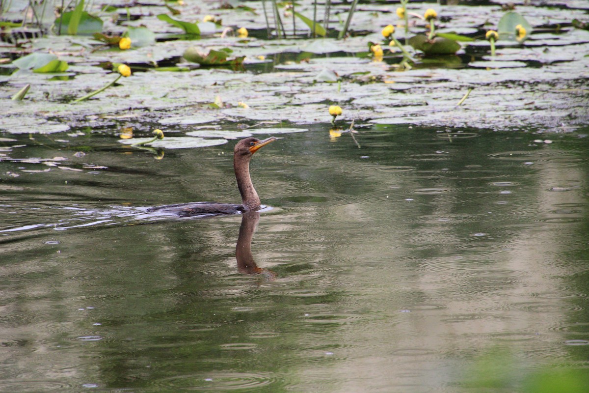 cormorant sp. - ML588773511