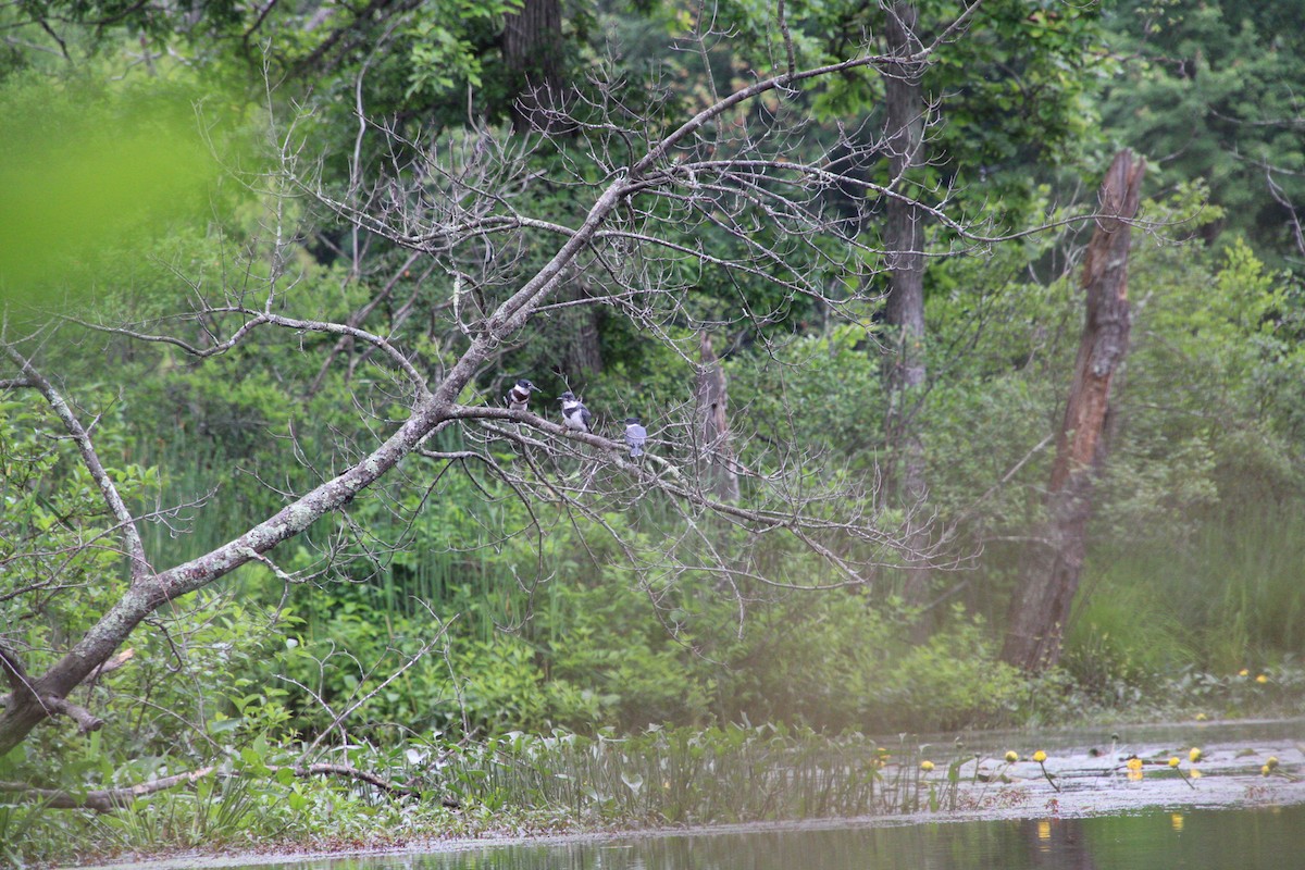 Belted Kingfisher - ML588773661