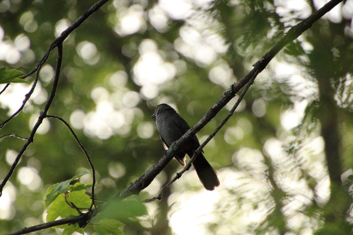 Gray Catbird - ML588773761