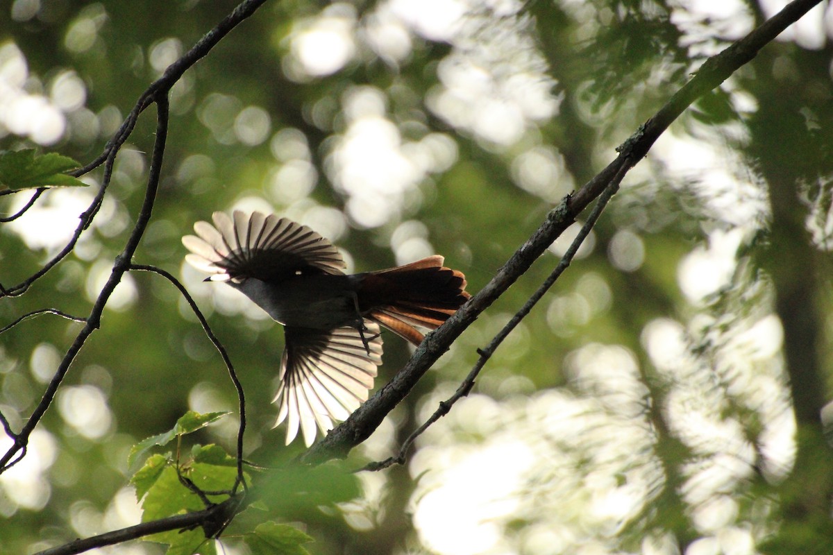 Gray Catbird - ML588773771