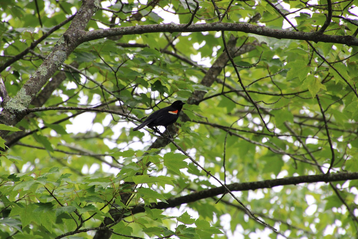 Red-winged Blackbird - ML588773881