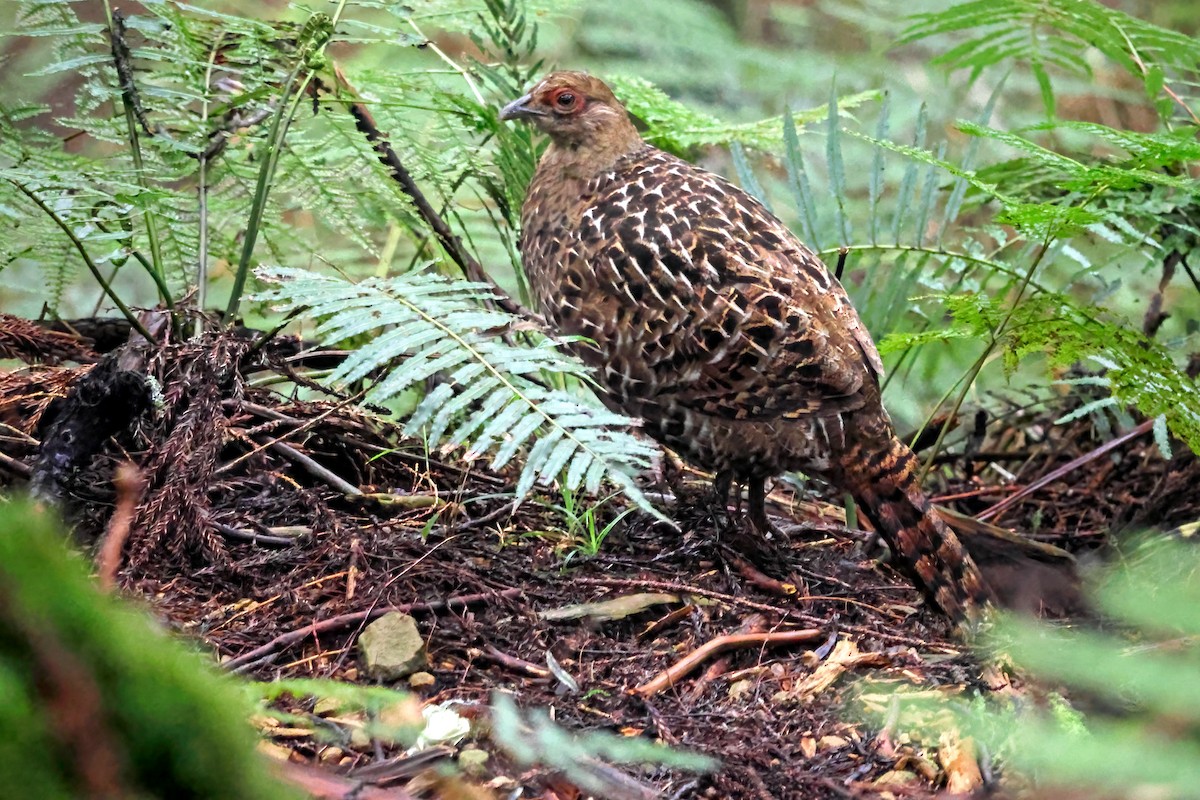 Mikado Pheasant - ML588774831