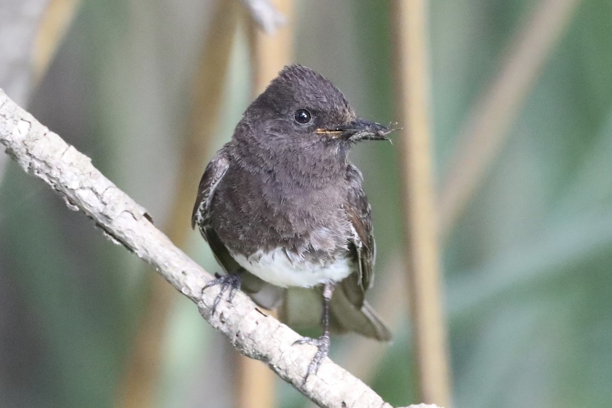 Black Phoebe - ML588775061