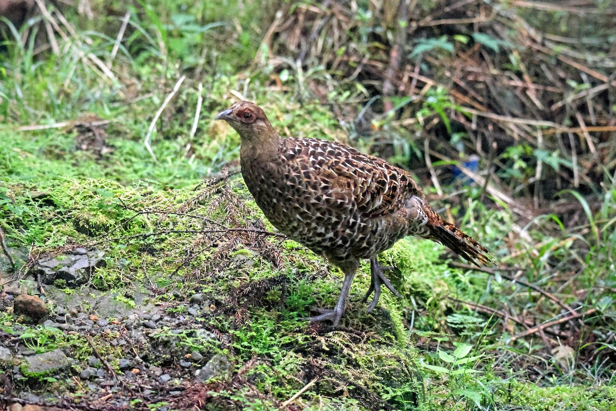 Mikado Pheasant - ML588775261