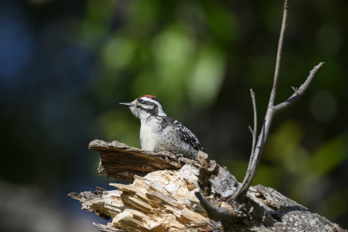 Nuttall's Woodpecker - ML588775511