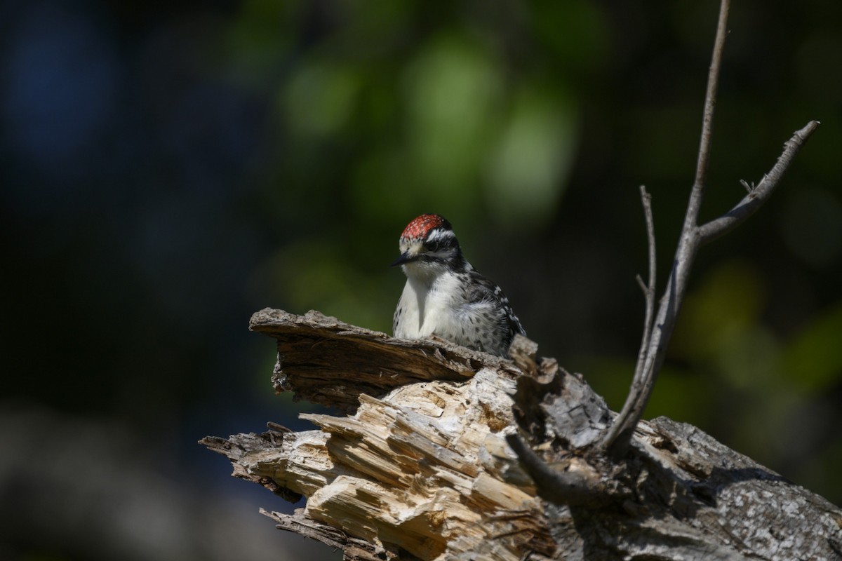 Nuttall's Woodpecker - ML588775521