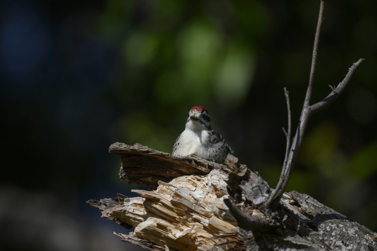 Nuttall's Woodpecker - ML588775531