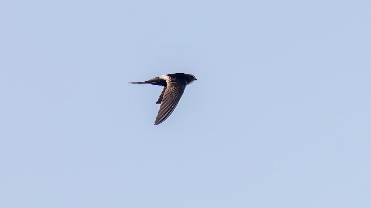 White-rumped Swift - ML588775541