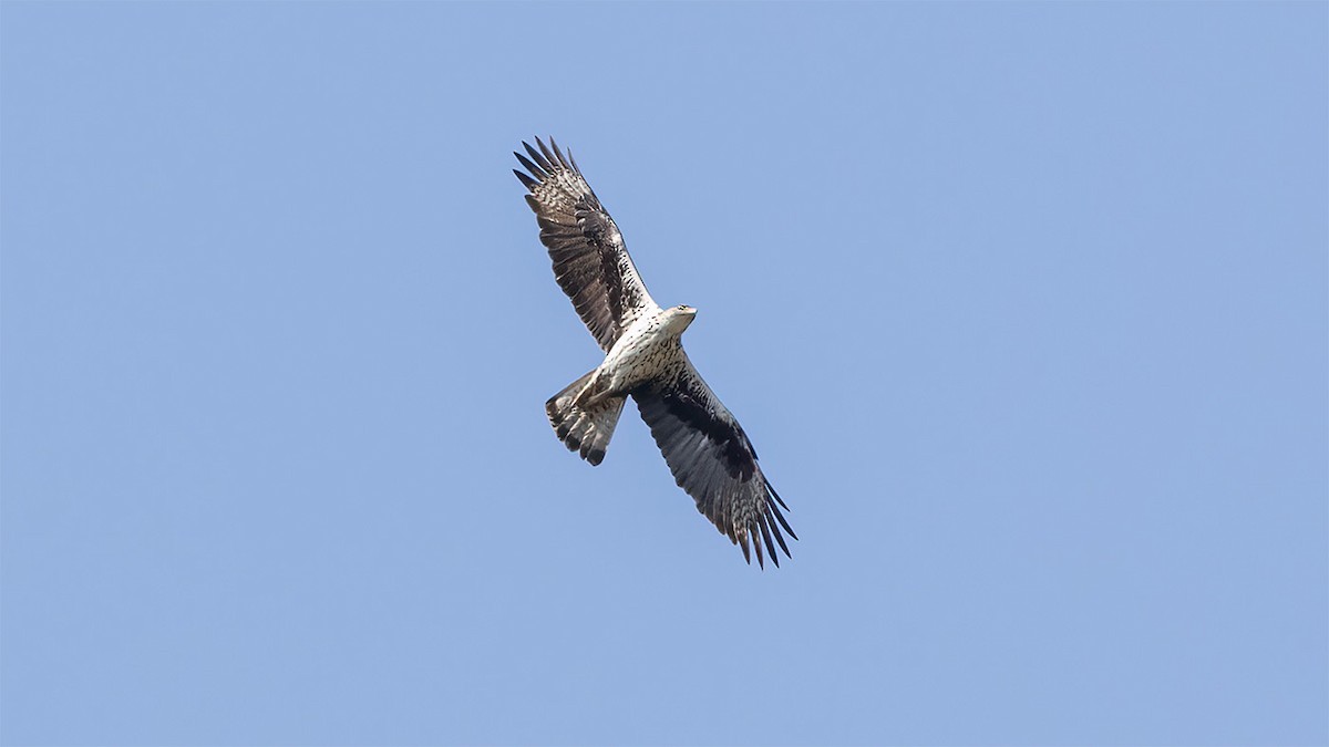 Bonelli's Eagle - ML588775581