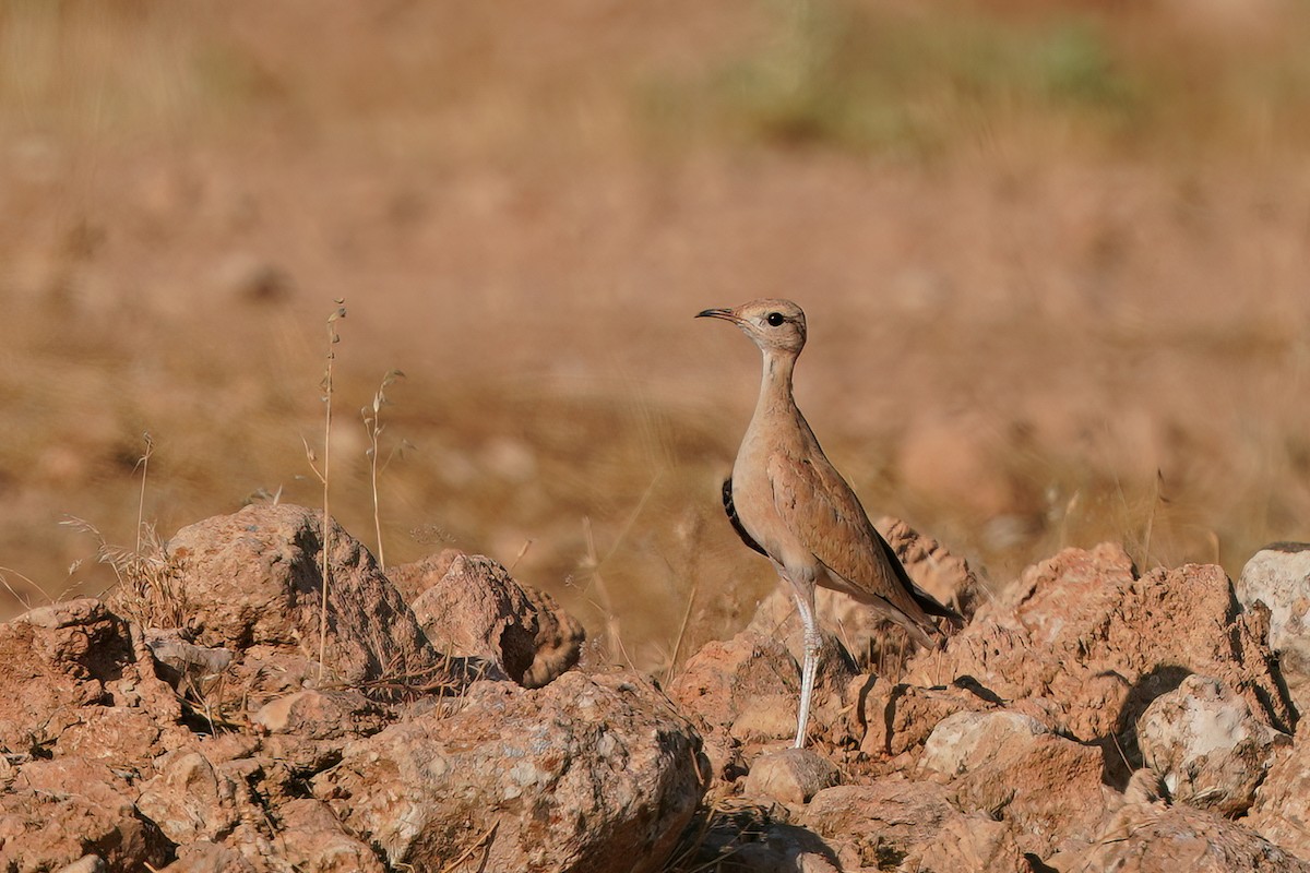 Cream-colored Courser - ML588776321