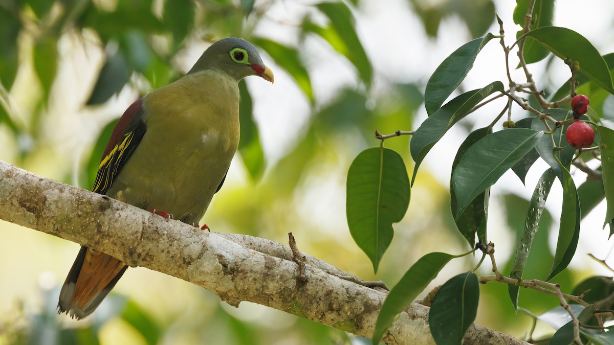 Thick-billed Green-Pigeon (Thick-billed) - ML588776351