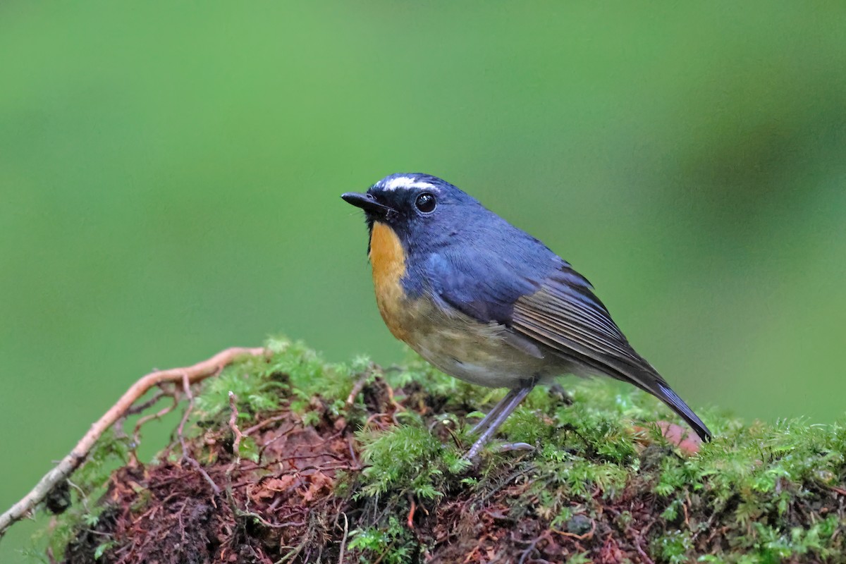 Snowy-browed Flycatcher - ML588776971