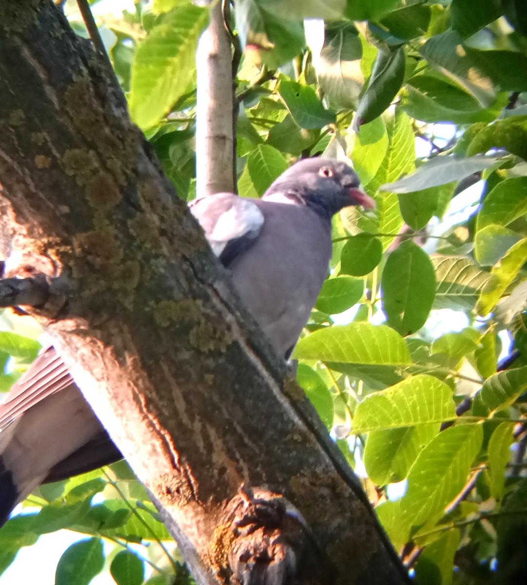 Common Wood-Pigeon - ML588777211