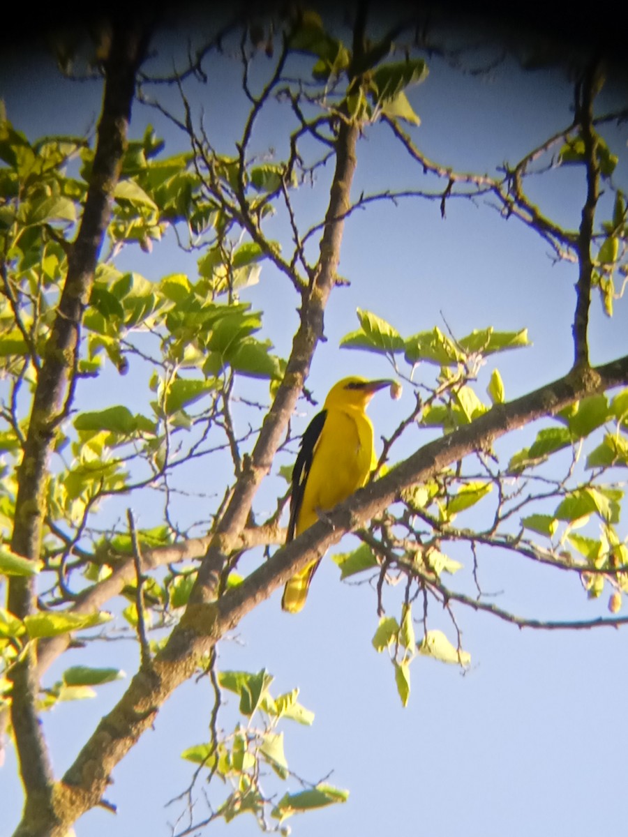 Eurasian Golden Oriole - ML588777241