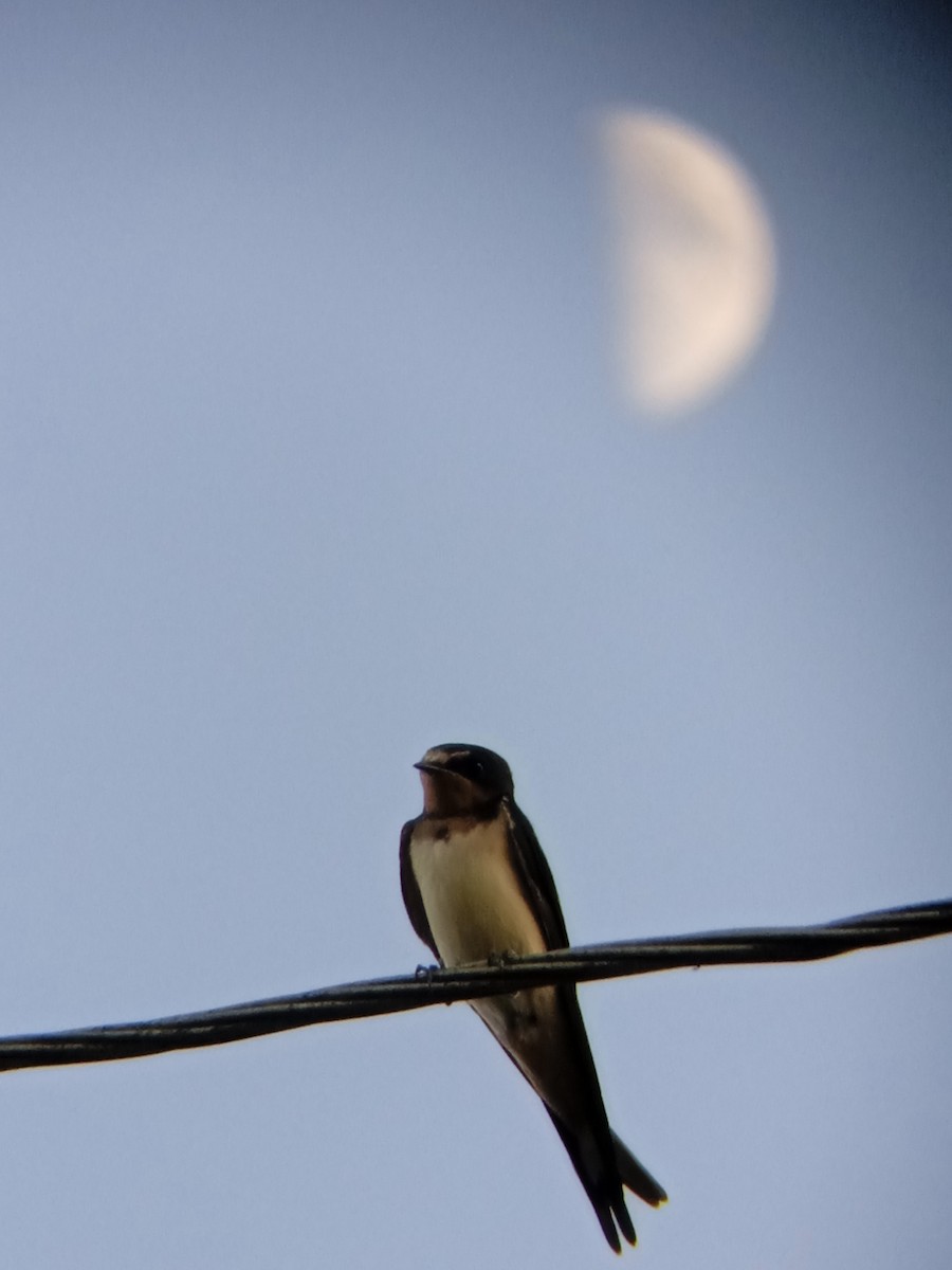 Barn Swallow - ML588777421