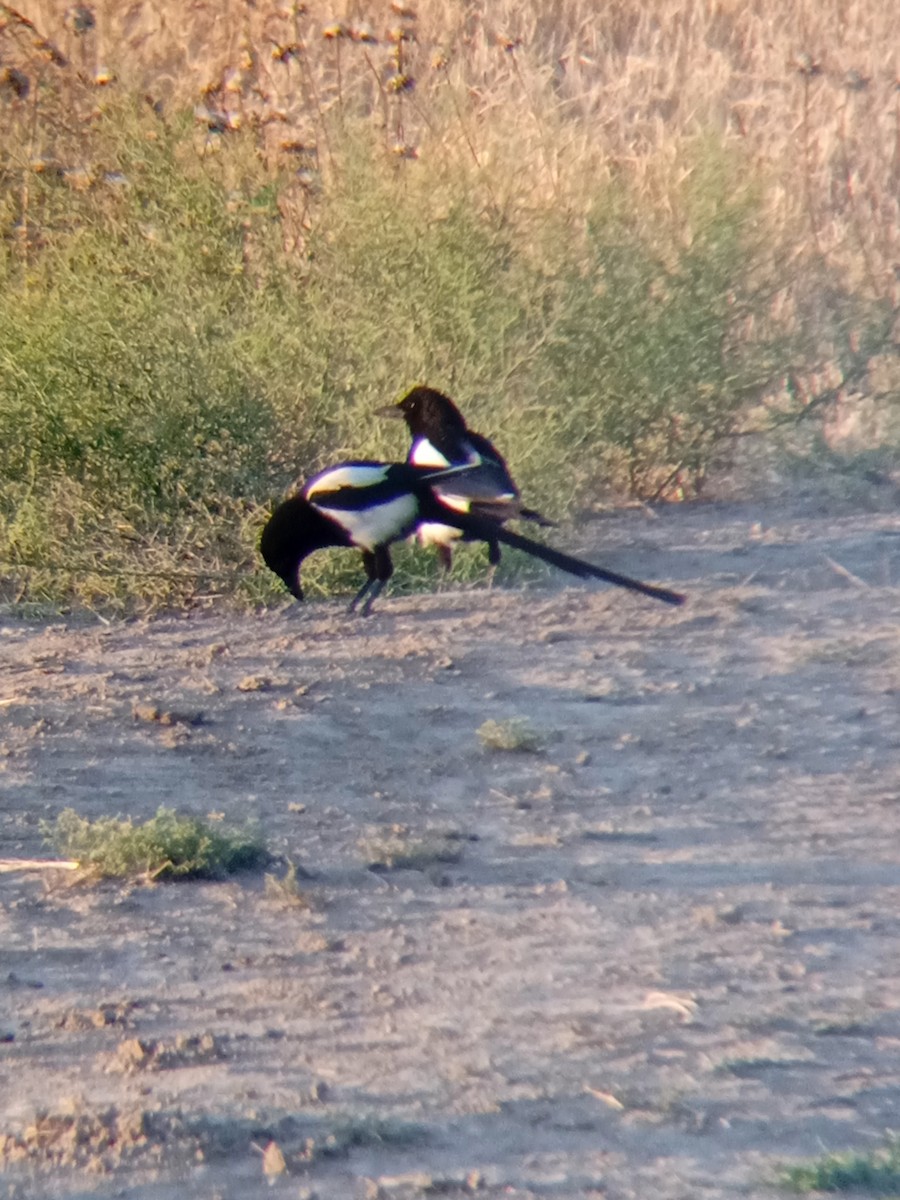 Eurasian Magpie - ML588777841