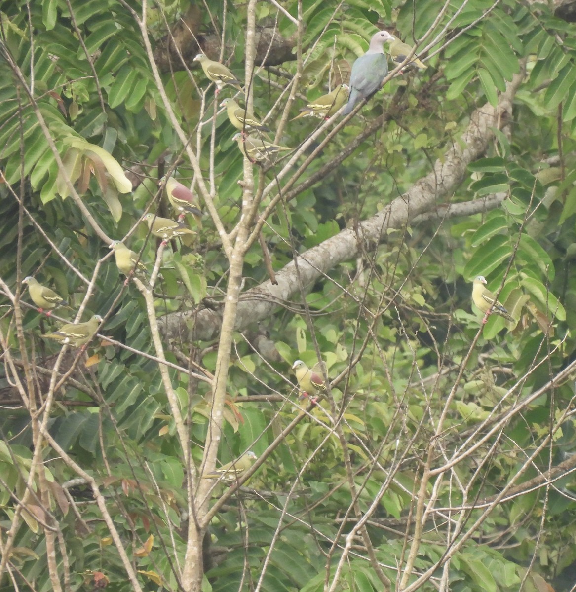 Thick-billed Green-Pigeon - ML588779961