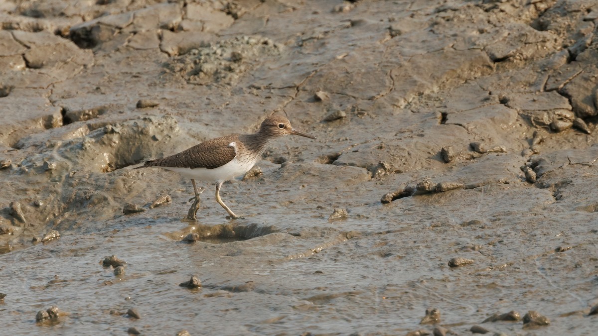 Common Sandpiper - ML588780241