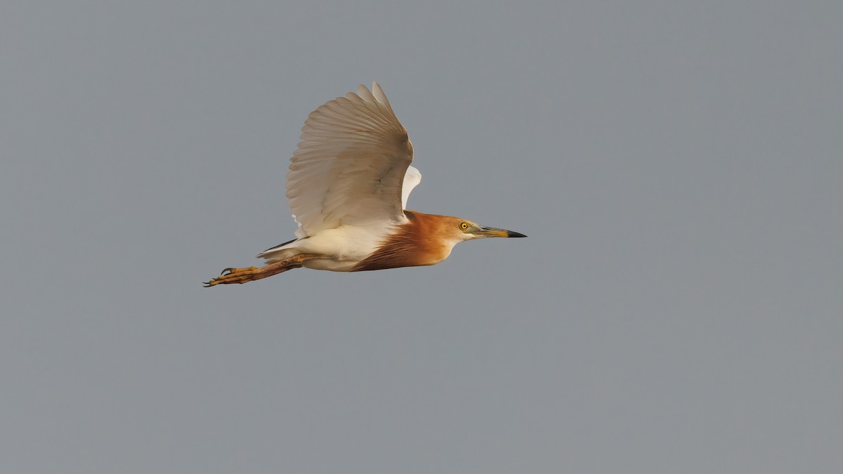 Javan Pond-Heron - ML588780401