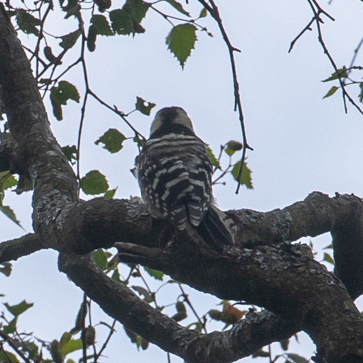 Lesser Spotted Woodpecker - ML588781031