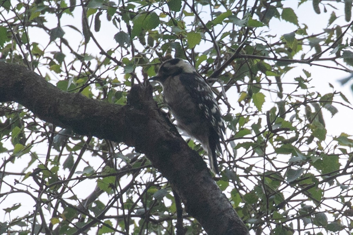 Lesser Spotted Woodpecker - ML588781041