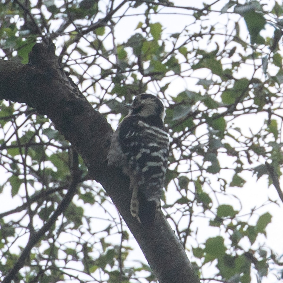 Lesser Spotted Woodpecker - ML588781051