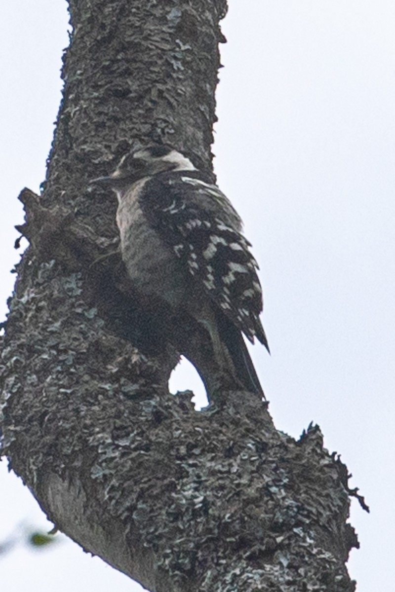 Lesser Spotted Woodpecker - ML588781071