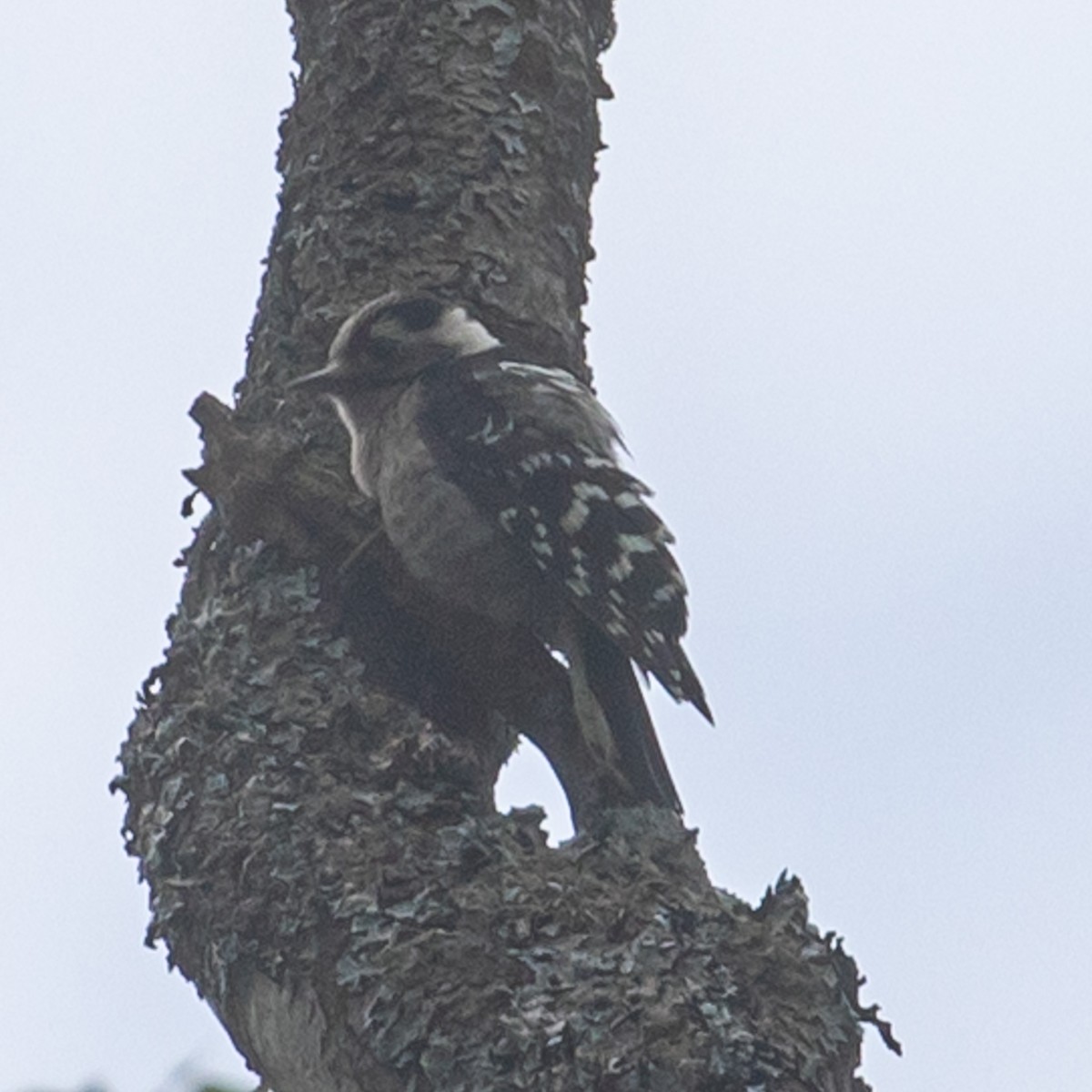 Lesser Spotted Woodpecker - ML588781091