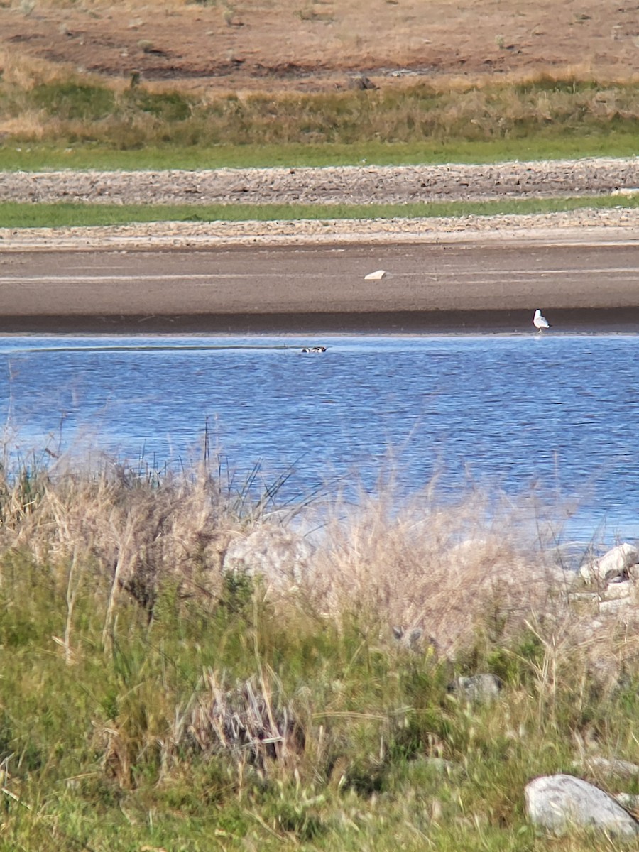 Northern Pintail - ML588782261