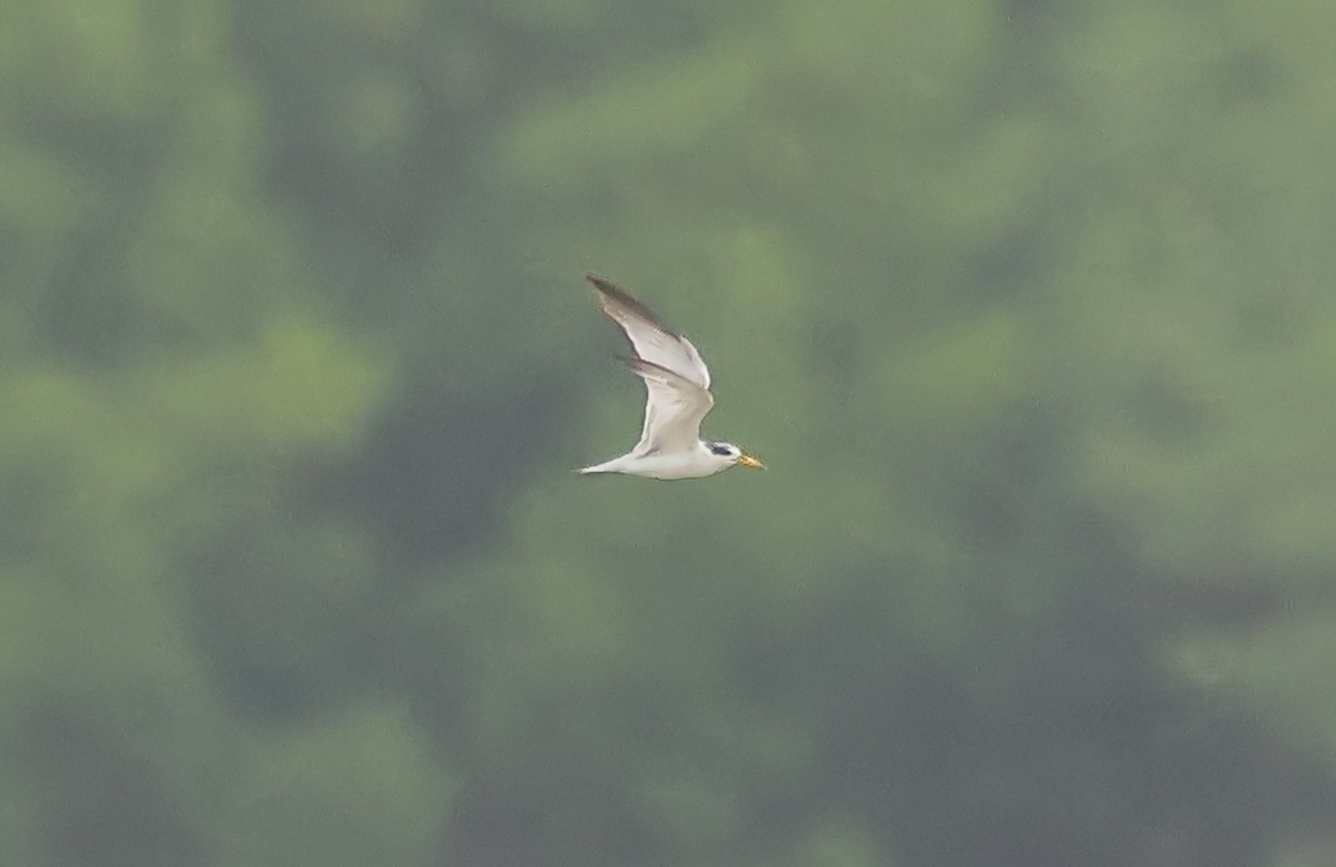 Yellow-billed Tern - Gareth Hughes