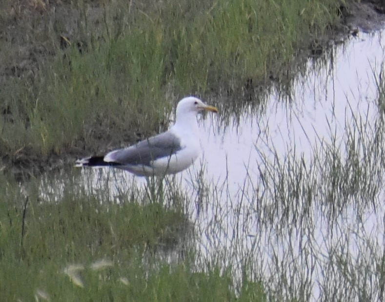 California Gull - Deb Muzzy