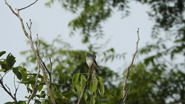 Gray-breasted Prinia - ML588784331