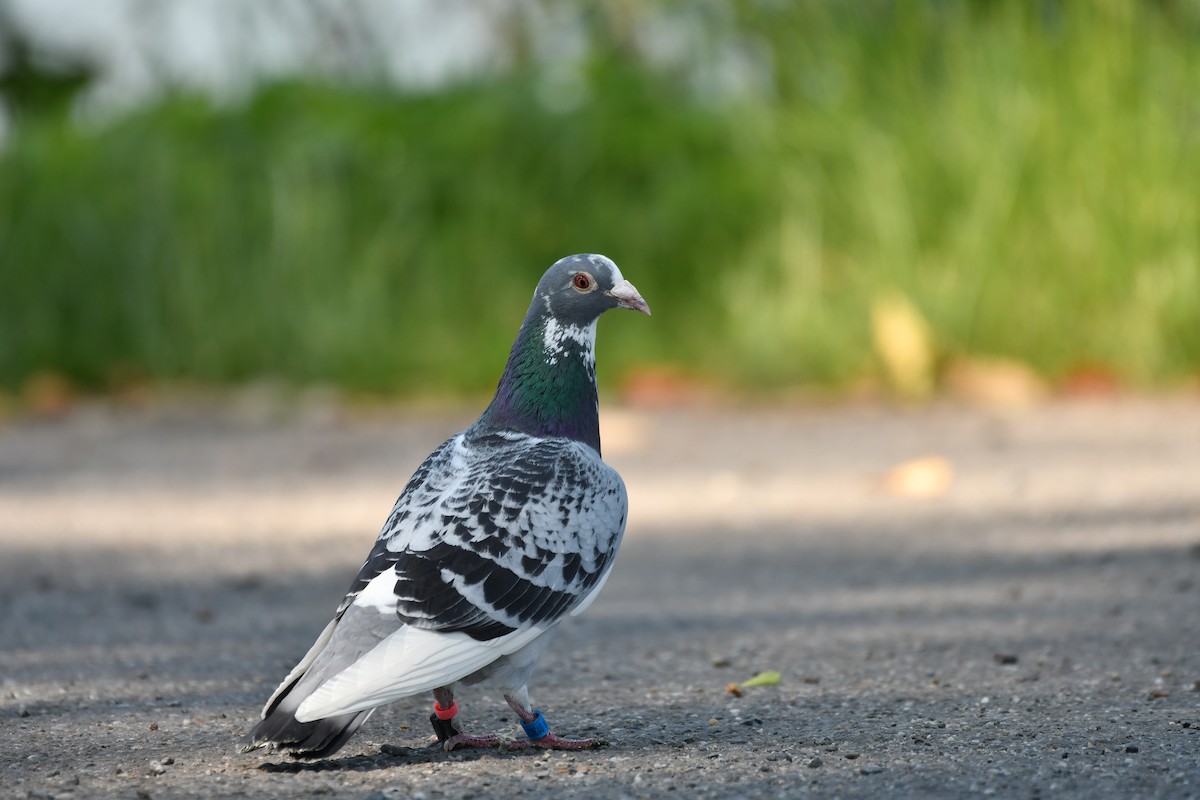 Rock Pigeon (Feral Pigeon) - ML588784941