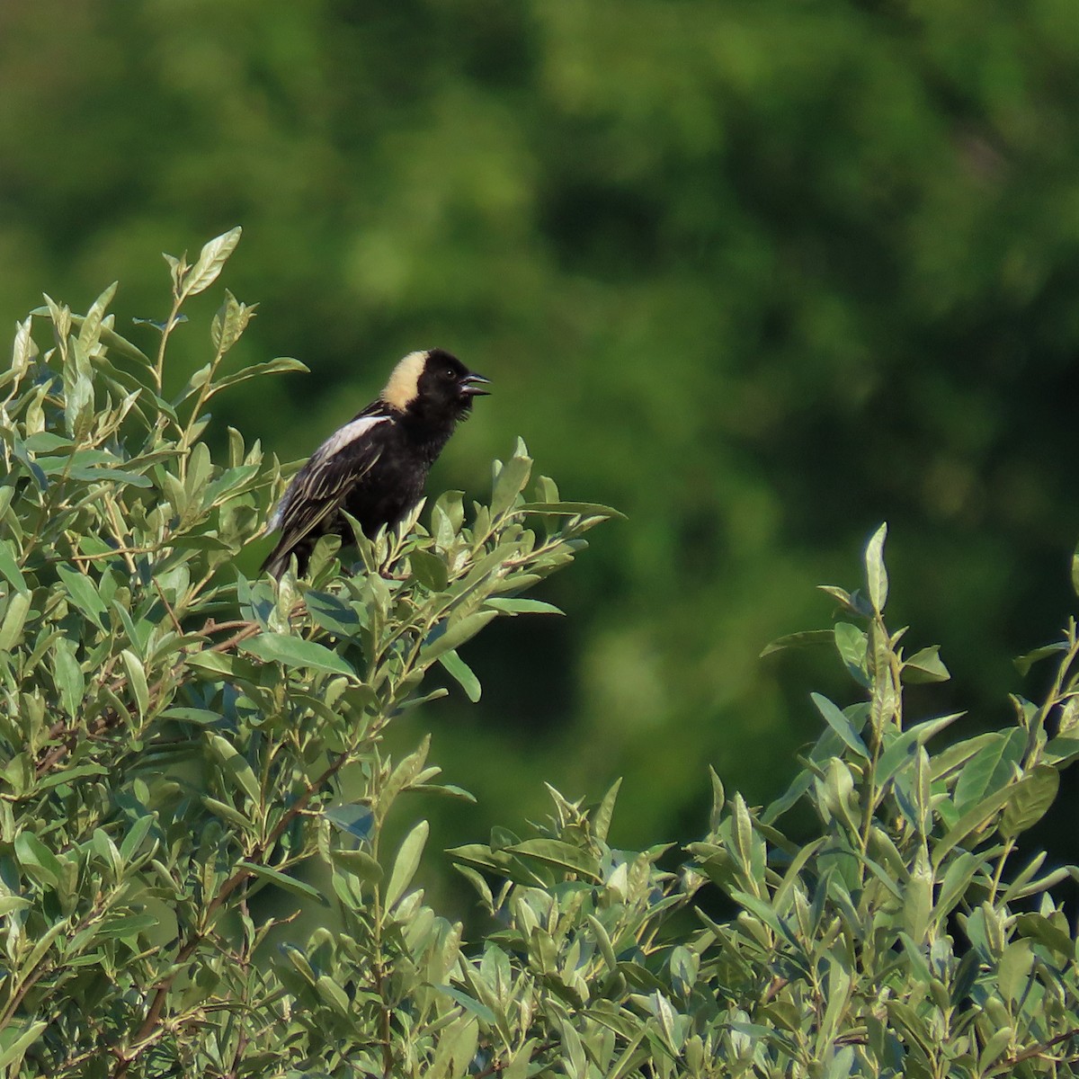 Bobolink - ML588785191