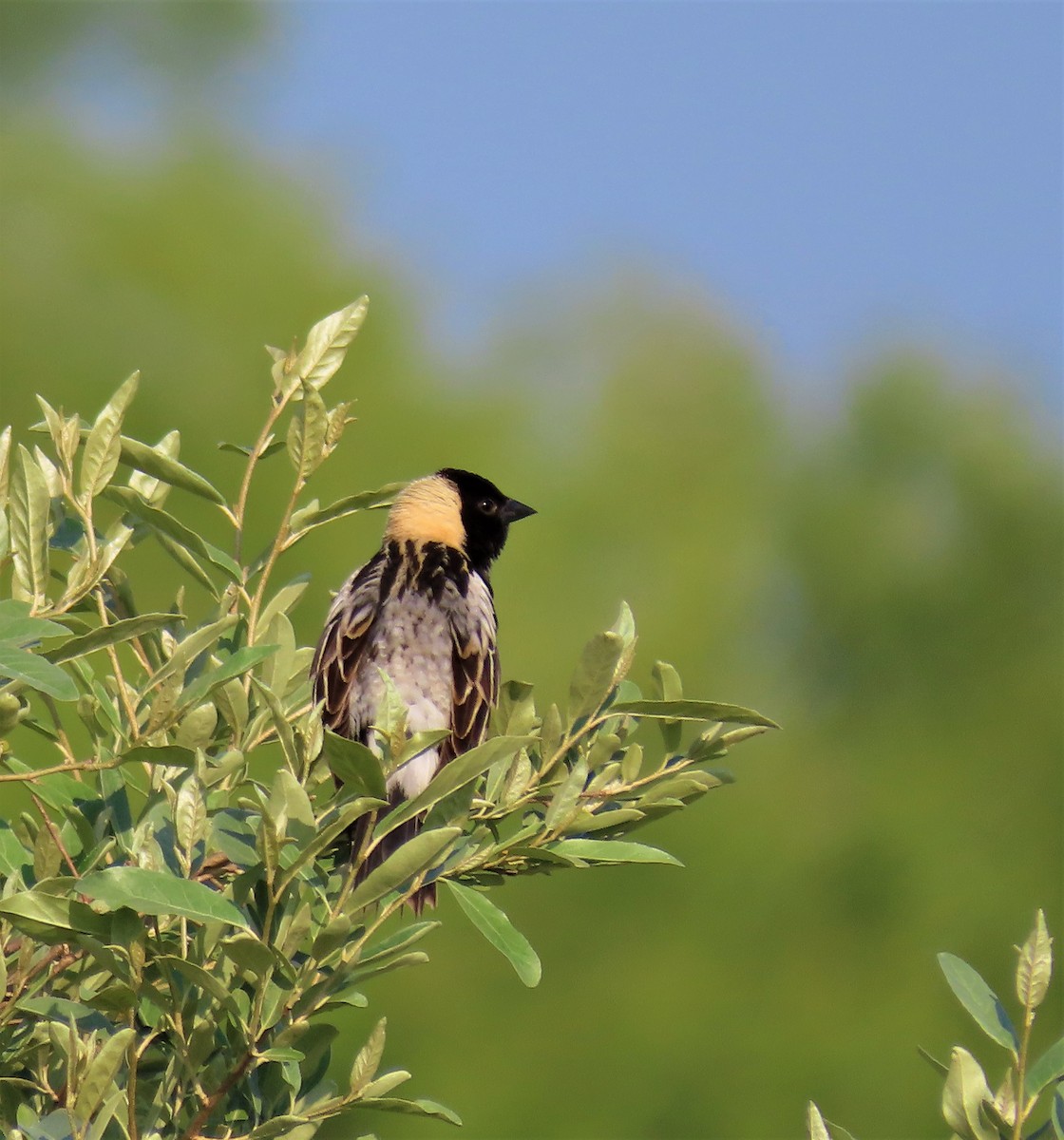 Bobolink - ML588785201