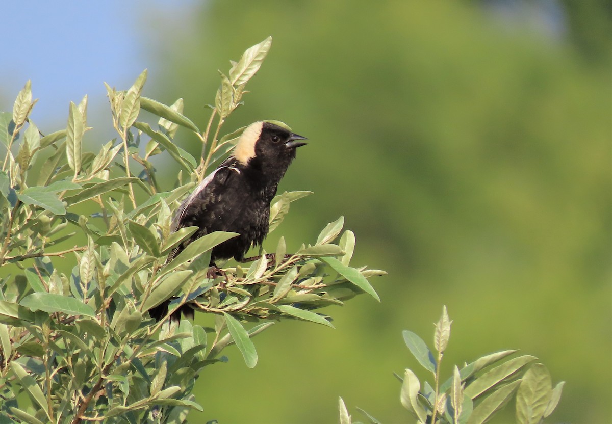 Bobolink - ML588785221