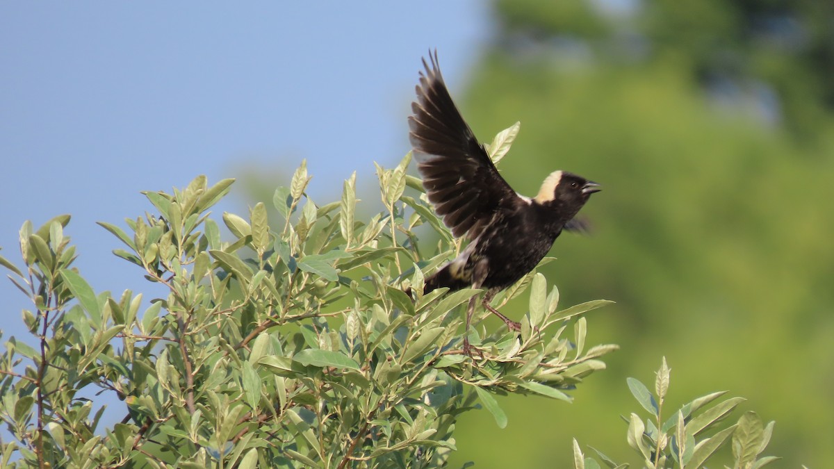 Bobolink - ML588785241