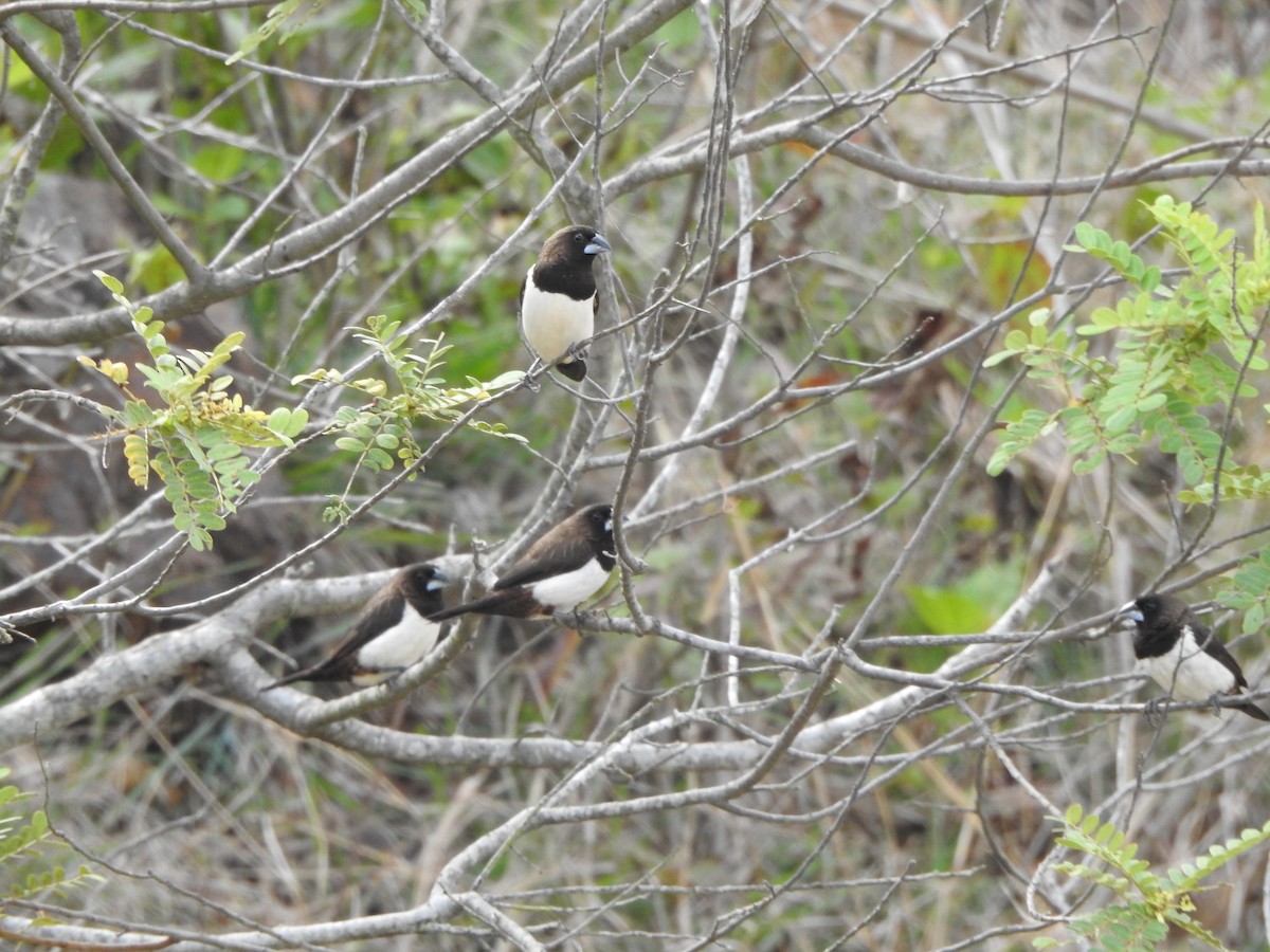 White-rumped Munia - ML588785311