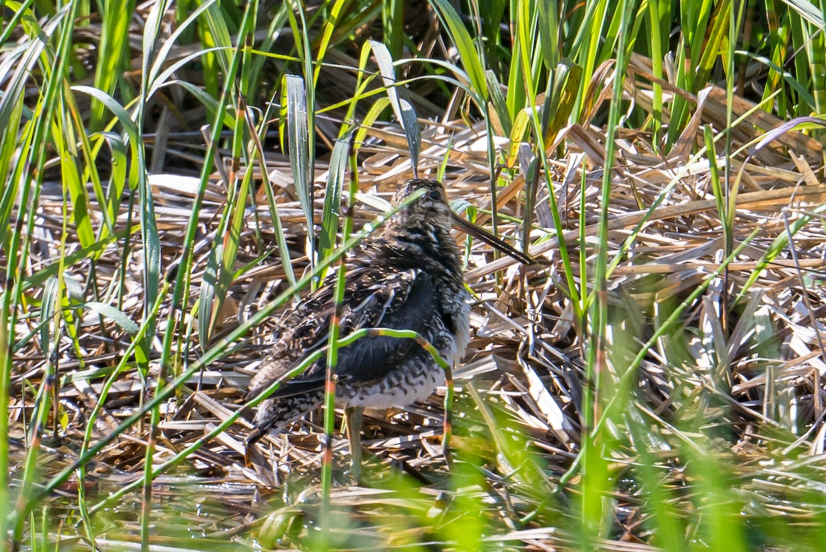 Wilson's Snipe - ML588787781