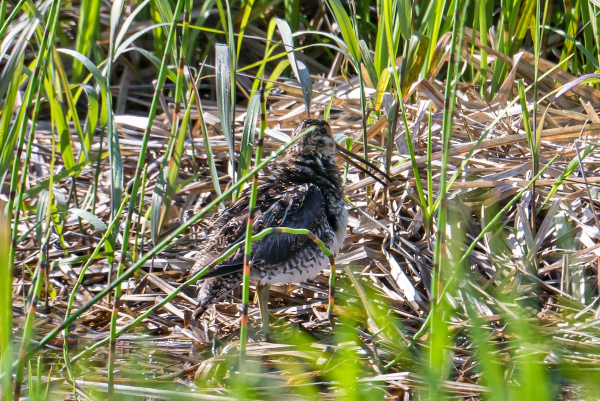 Wilson's Snipe - ML588787791