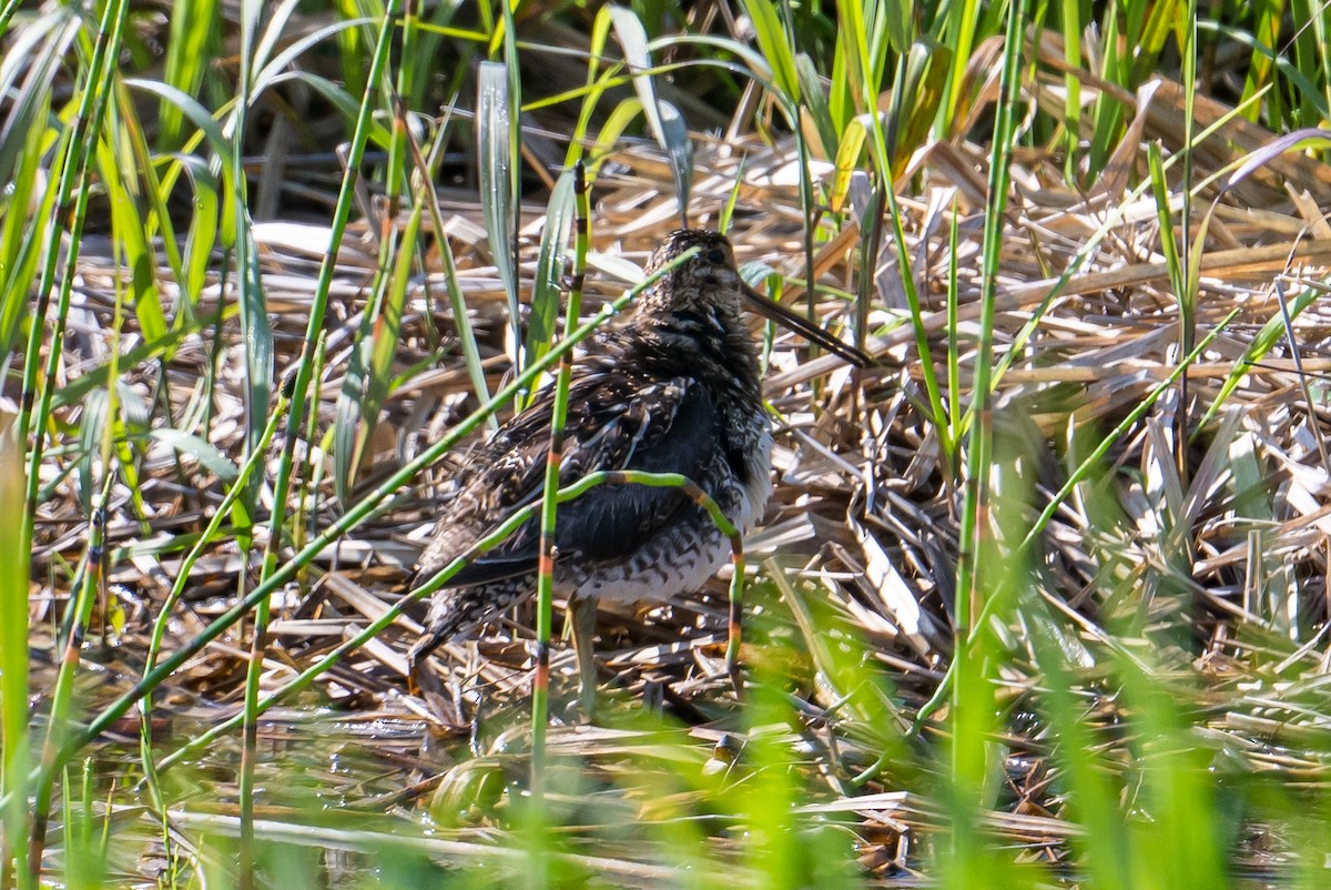Wilson's Snipe - ML588787801