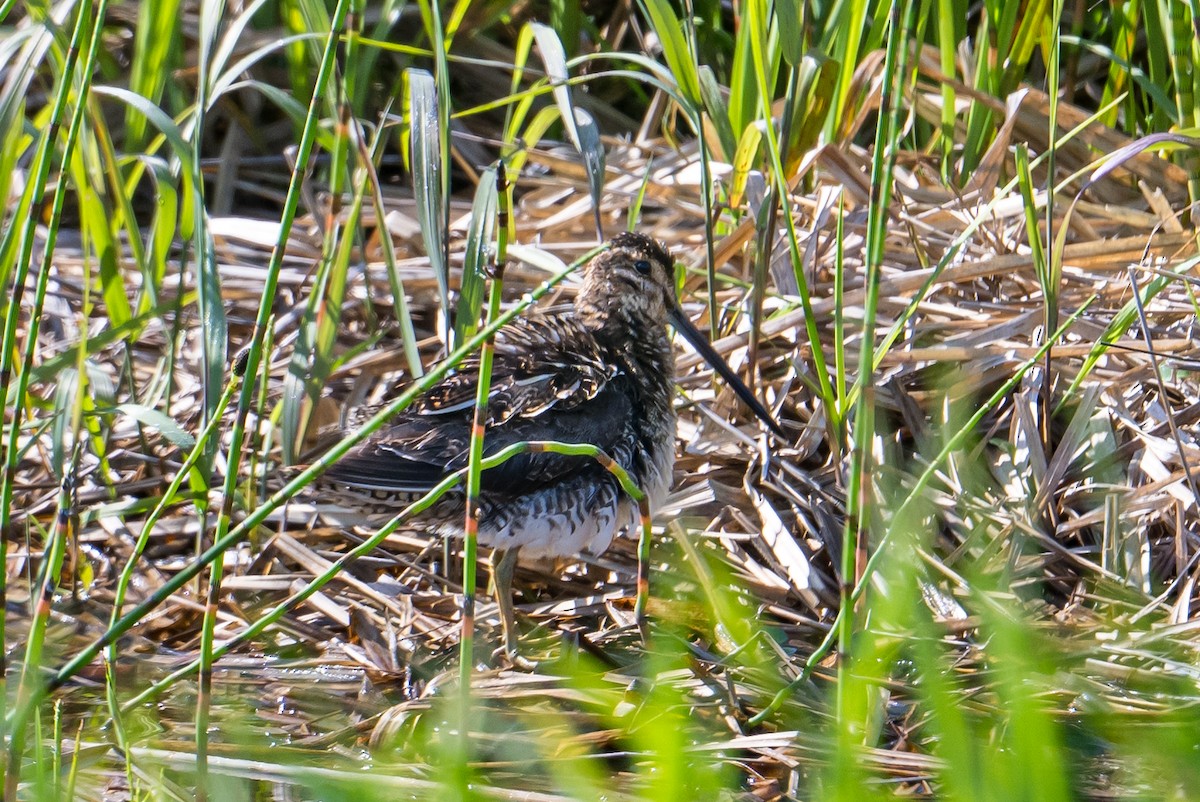 Wilson's Snipe - ML588787811