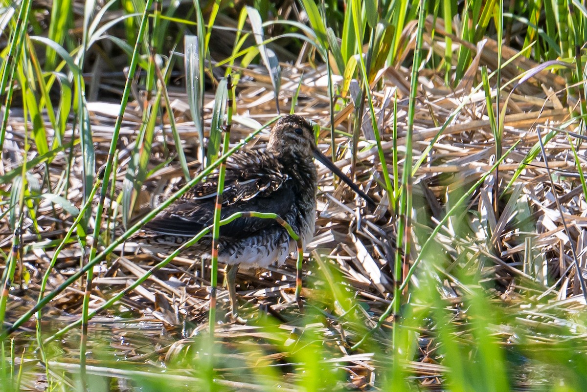 Wilson's Snipe - ML588787821