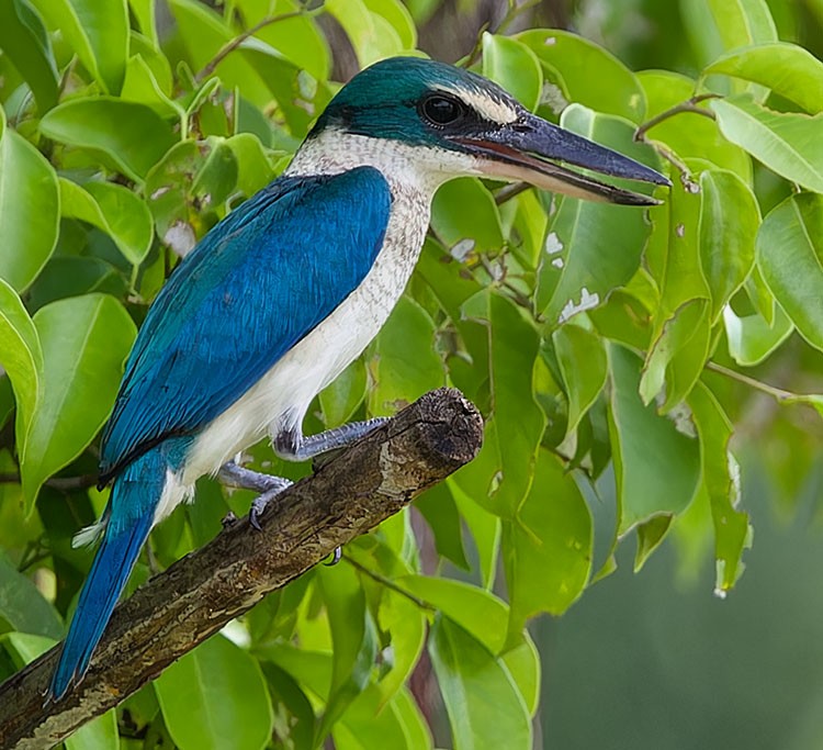 Collared Kingfisher - ML588788131